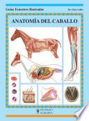 Libro Anatomía del caballo